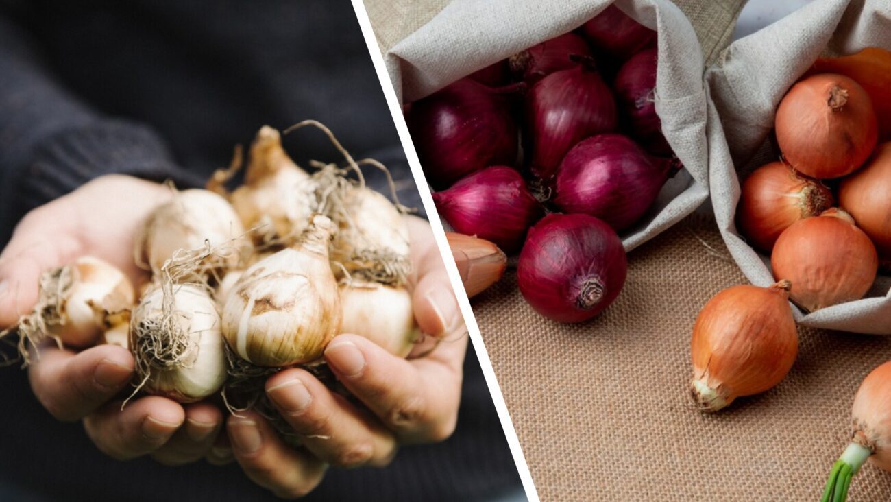 Городники розповіли, як правильно зберігати цибулю до весни 2026
