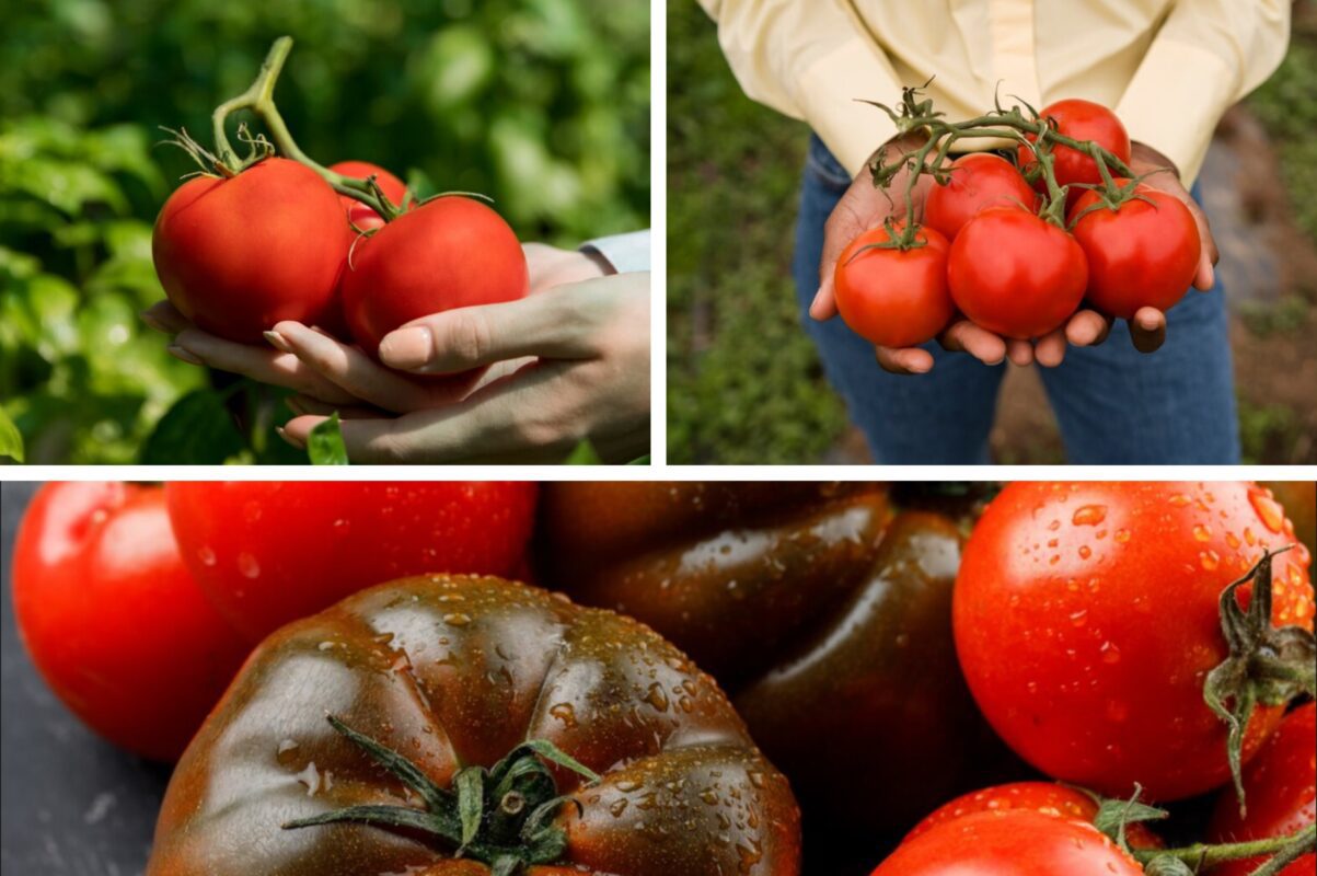 Городники розповіли, яку підживку внести під томатні кущі в серпні 2025