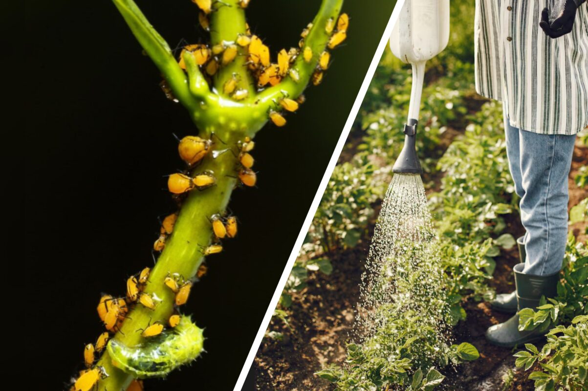 Городники розсекретили спосіб, як позбутись попелиці за один день