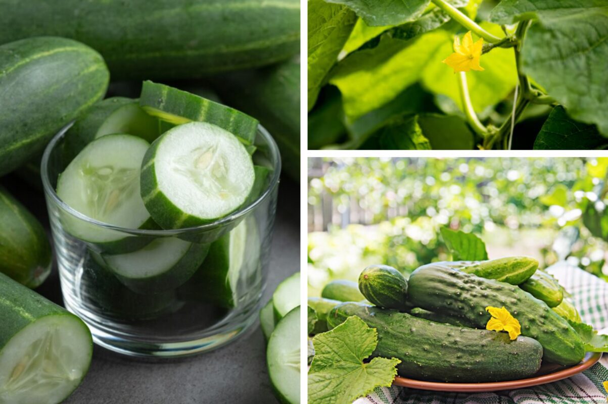 Городники розповіли, як уникнути гіркоти в плодах огірків – справа в поливі