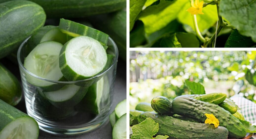 Правильно поливаю – плодів гірких не маю: в чому секрет солодких і великих огірків – 1 хитрість 