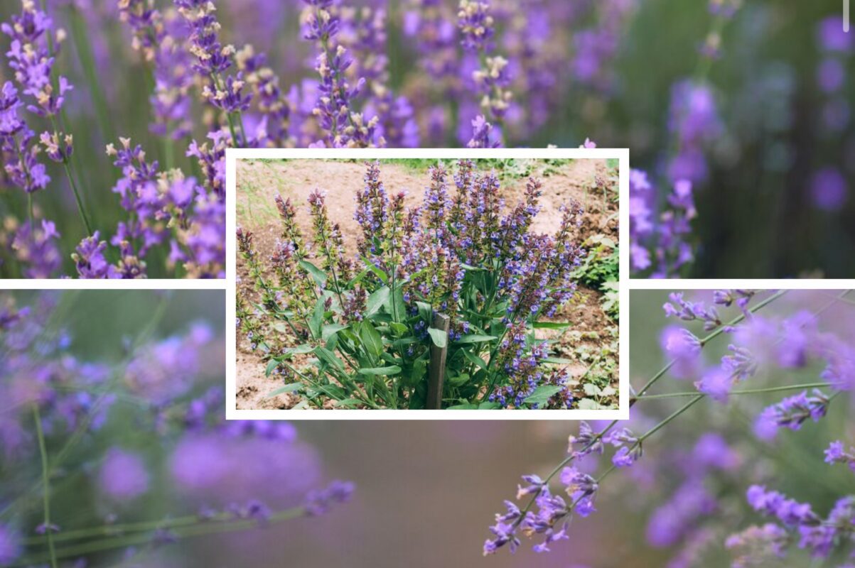 Садівники розсекретили одну дію, яку потрібно зробити з лавандою в серпні