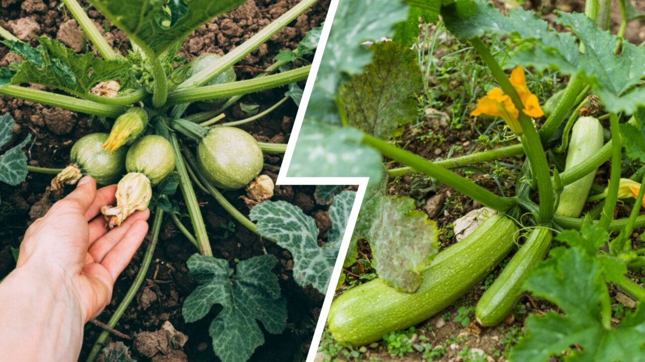 Експерт розповів, як стимулювати плодоношення кабачків у спеку