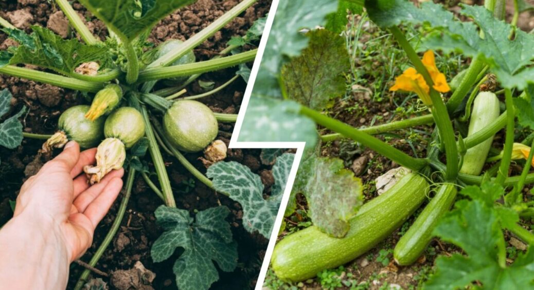 Найкраще серпневе підживлення 2025: ось чим треба полити кабачки в останній місяць літа 