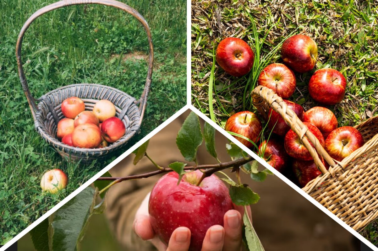 Кулінари розповіли, як легко заквасити яблука в 3-літрових банках