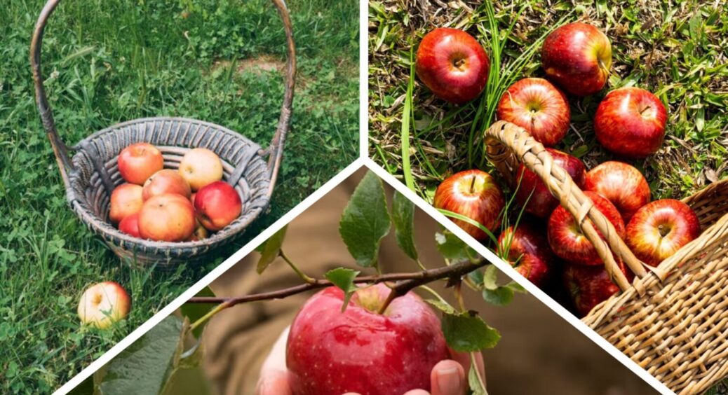 Опалі яблука відправляю на кухню: беру 2 інгредієнти й готую яблучний оцет – 7 хвилин і готово 