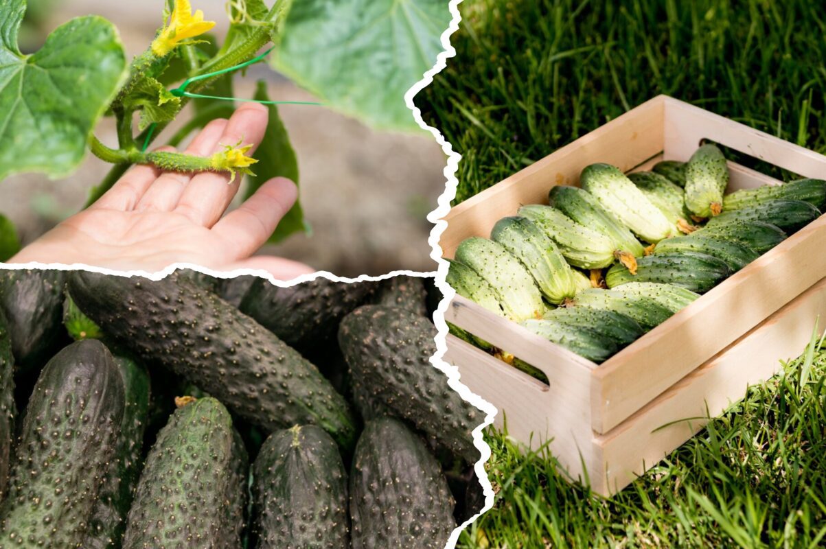 Агрономи розсекретили сорти огірків, які можна посадити в серпні 2025