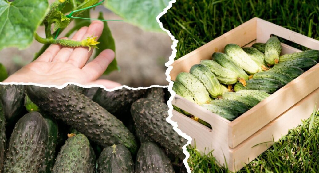 Щороку саджаю ці 3 сорти в серпні: як зібрати багатий врожай огірків у вересні 2025 