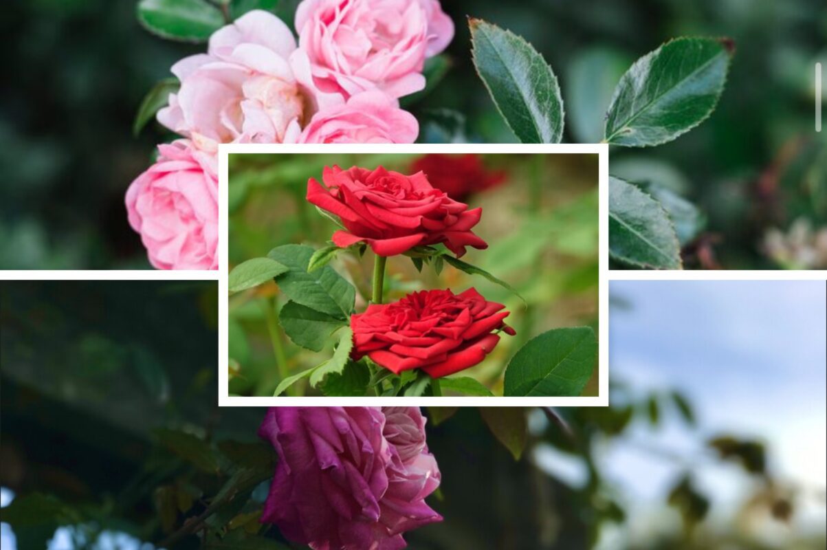 Садівники розповіли, як підготувати троянду до зими – буде цвісти вдвічі рясніше