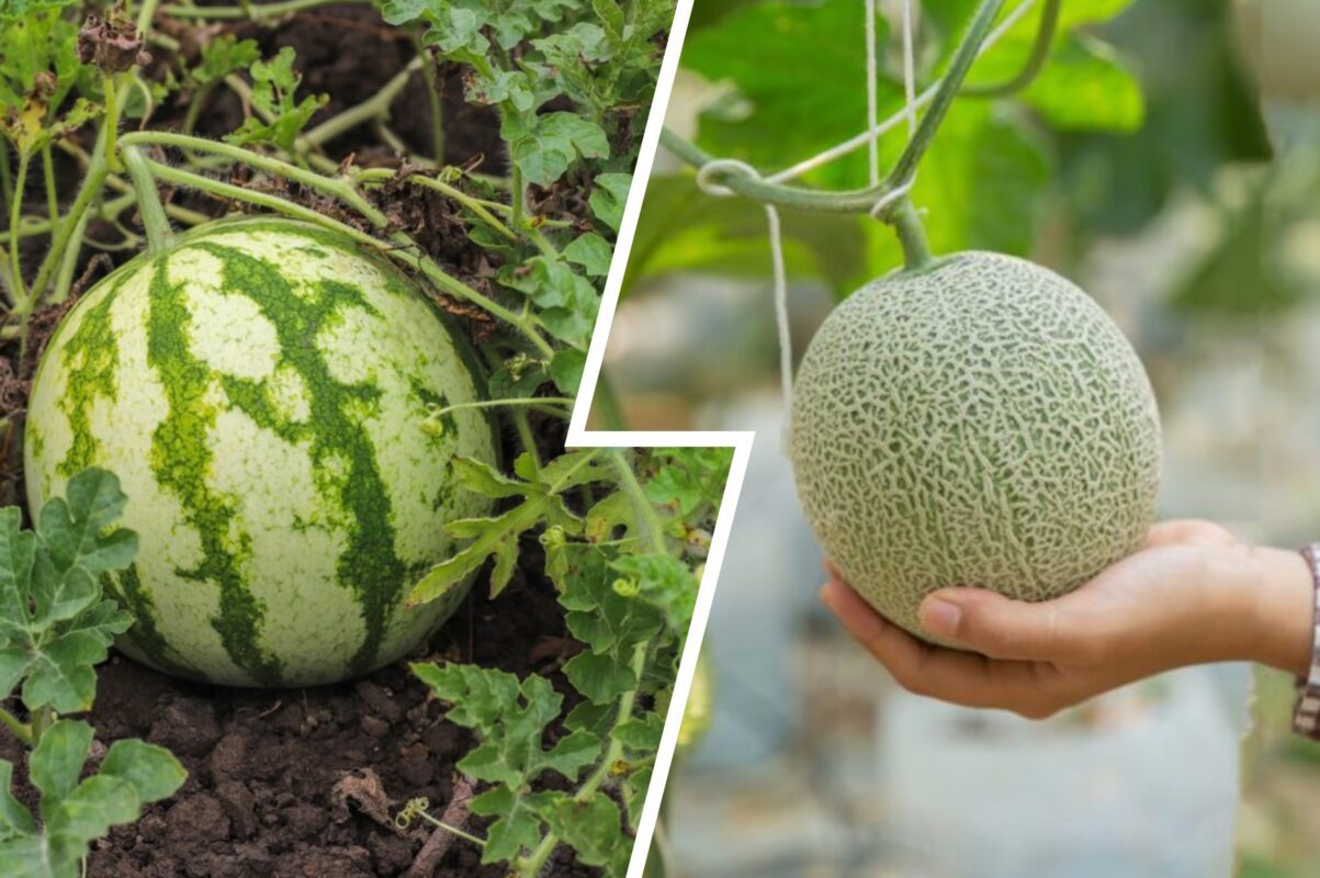 Садівники розсекретили найкраще серпневе підживлення для кавунів і динь