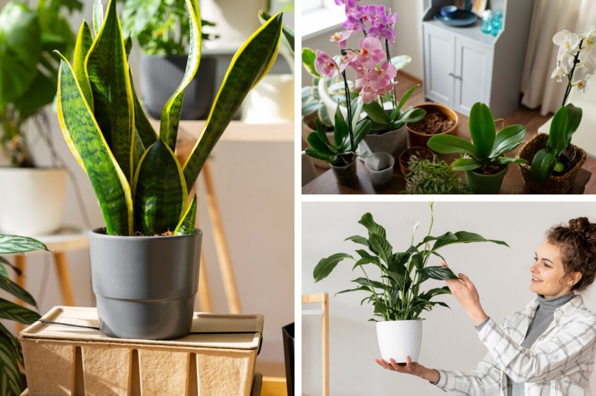 Йод категорично не варто застосовувати для рослин, які мають пошкоджене коріння, ослаблену імунну систему або були щойно пересаджені. У таких випадках навіть мінімальна концентрація може спричинити додатковий стрес, опіки або порушення мікрофлори ґрунту. Рослина, яка ще не адаптувалася до нового середовища, не здатна адекватно реагувати на стимулятори — їй потрібен спокій, а не експерименти.