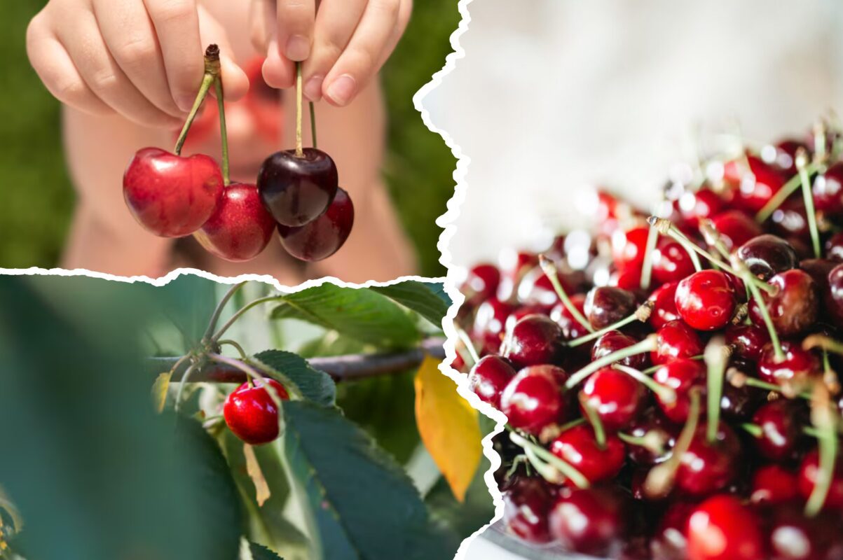 Експерт розповів, як простимулювати великий врожай черешні 