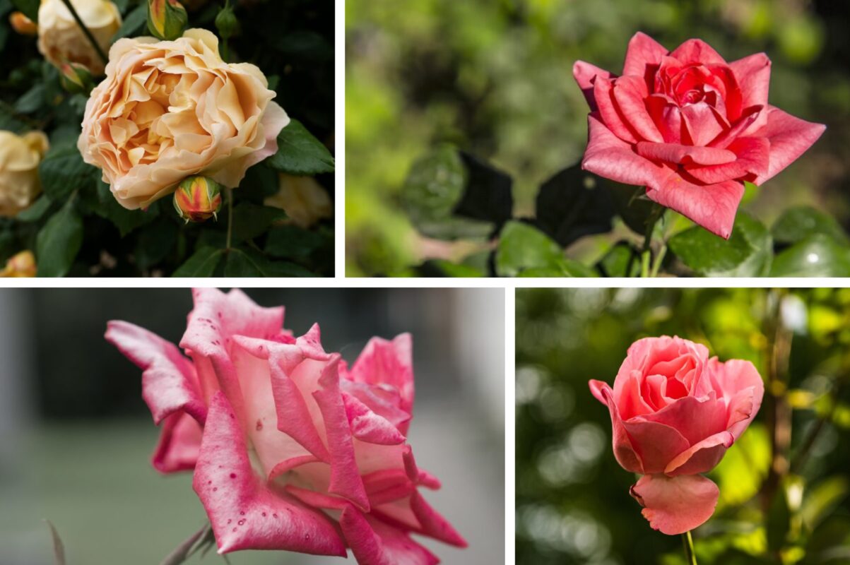 Садівники розсекретили найефективніше підживлення для троянди в серпні