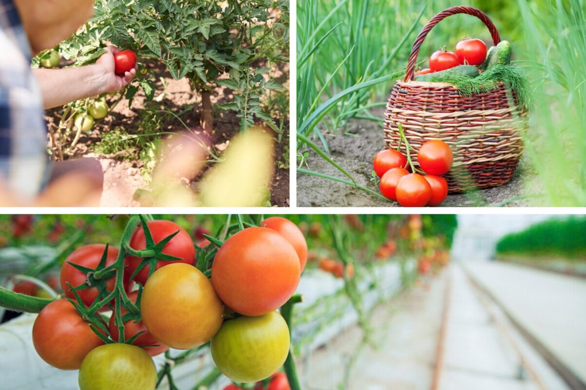 Городники розповіли, як позбутись вершинної гнилі на помідорах