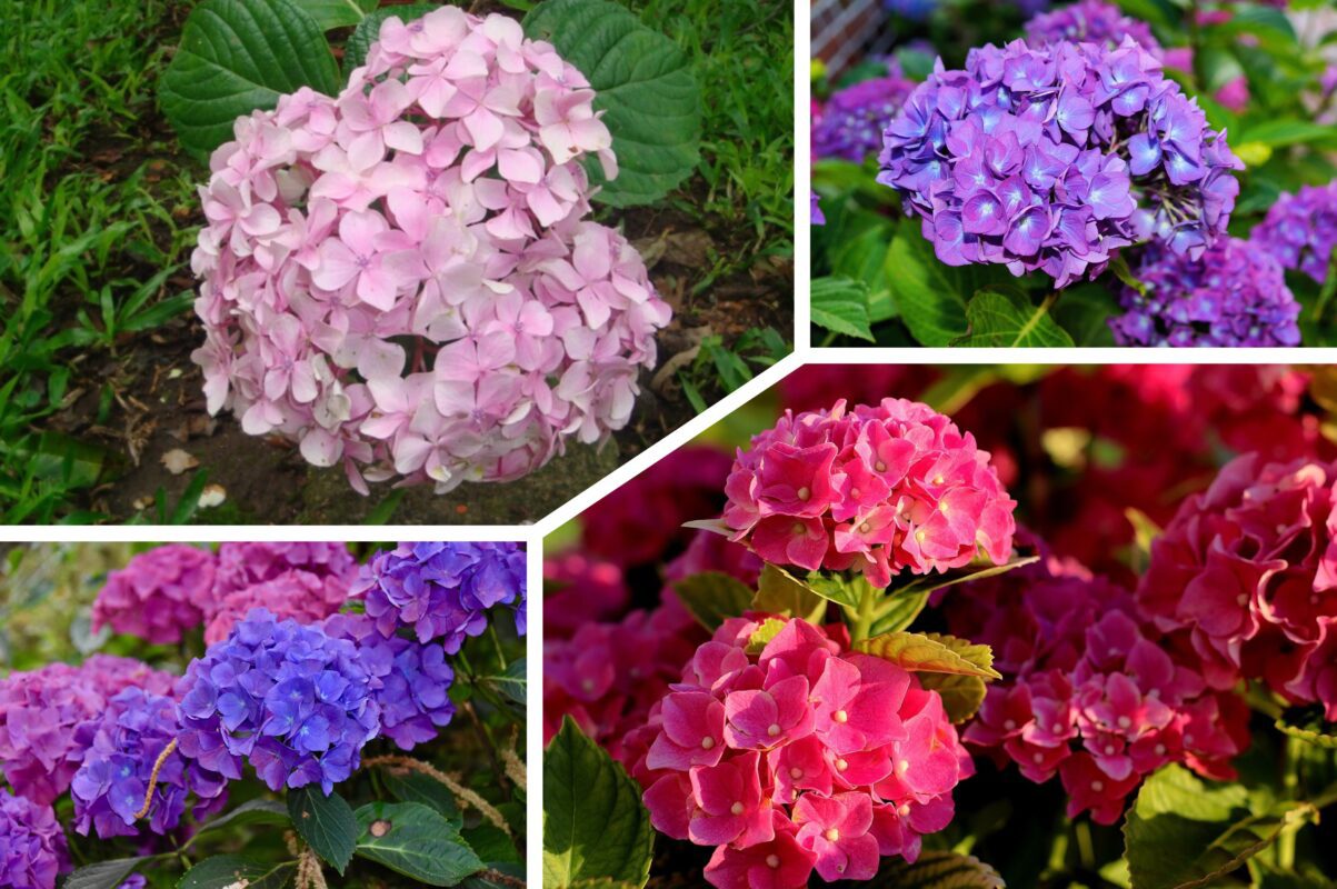 Квітникарі розсекретили найкраще добриво для гортензії в серпні