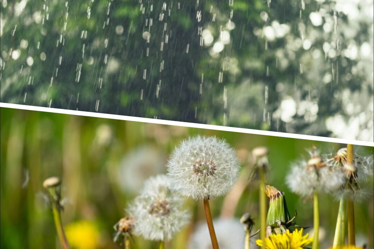 Дачники розсекретили список рослин, які передбачають дощ