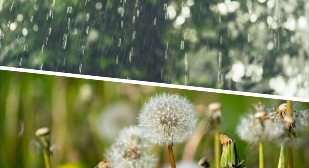 Ці 11 рослин передбачають дощ: які культури посадити на ділянці, щоб знати, коли будуть опади 