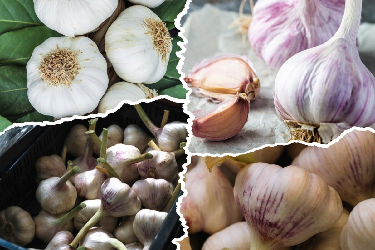 Садівники пояснили, коли слід викопувати часник у цьому сезоні-2025