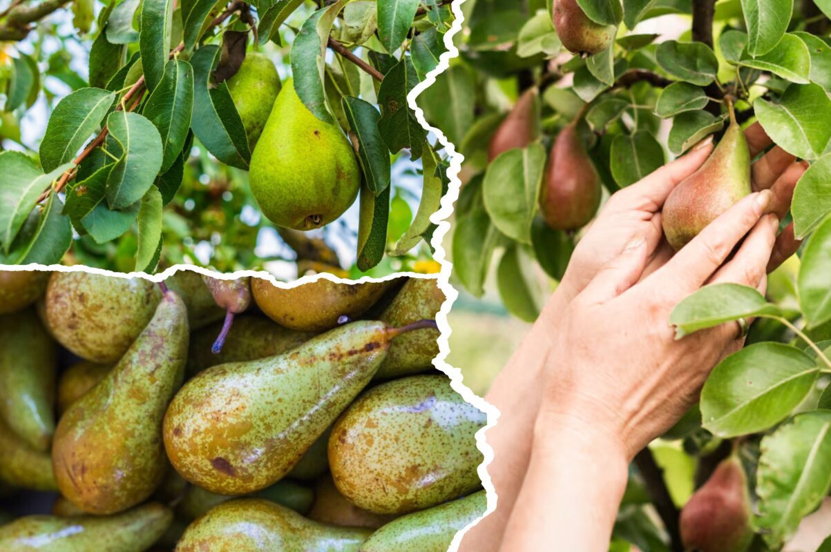Садівники пояснили, чому груші гниють прямо на дереві та що з цим робити