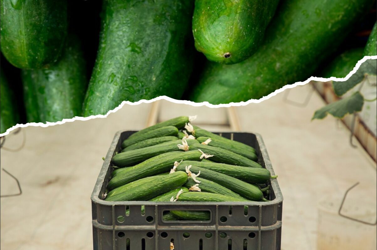 Городники розповіли, як врятувати огірки від пероноспорозу прямо на ділянці