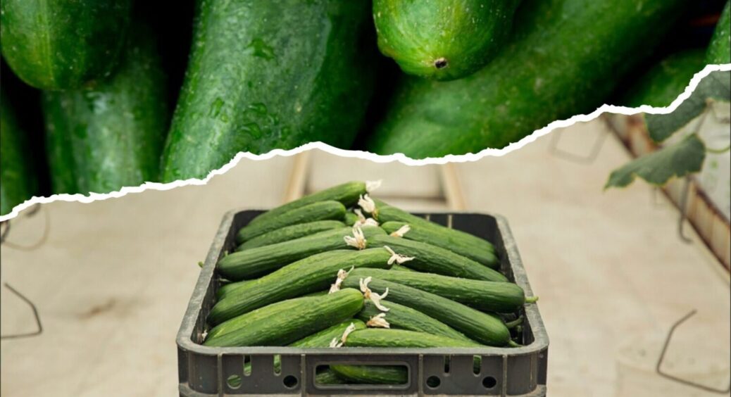 Жовті плями на листі огірків – справа в пероноспорозі. Що радять робити агрономи? 