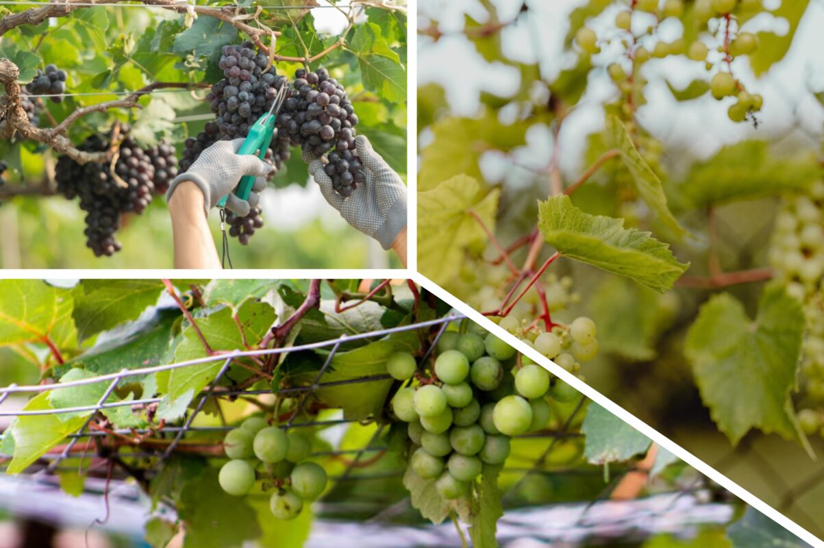 Садівники пояснили, як підготувати виноград на городі до зими-2026