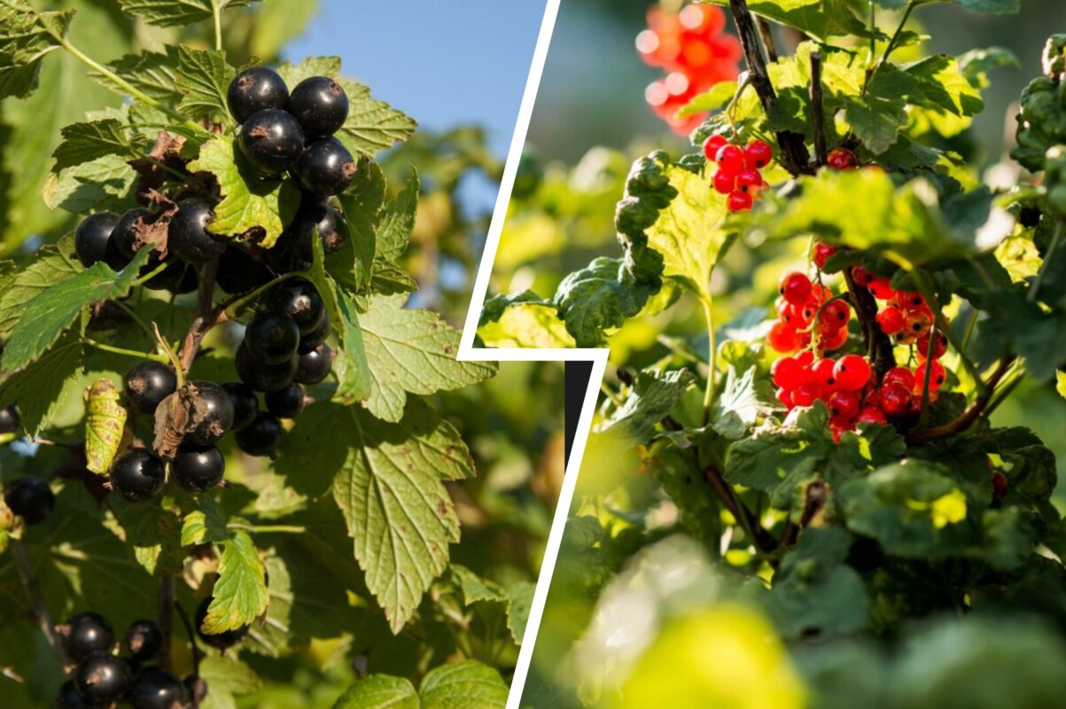 Садівники розсекретили рецепт найкращого добрива для смородини