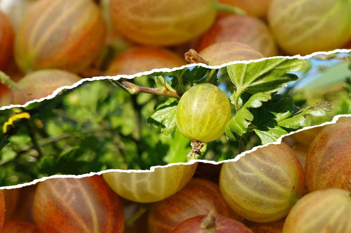 Агроном розповів, який сорт аґрусу варто придбати