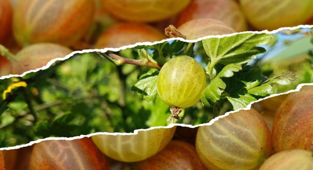 Врожай буде, а борошнистої роси – ні: як вберегти аґрус від “болячок” в 2025 – поради дачників 