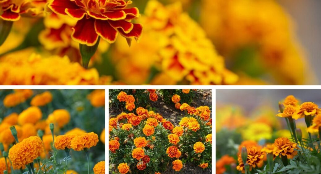 Ми їх для користі, а вони лише шкодять: чому висаджувати чорнобривці на грядках – це помилка 