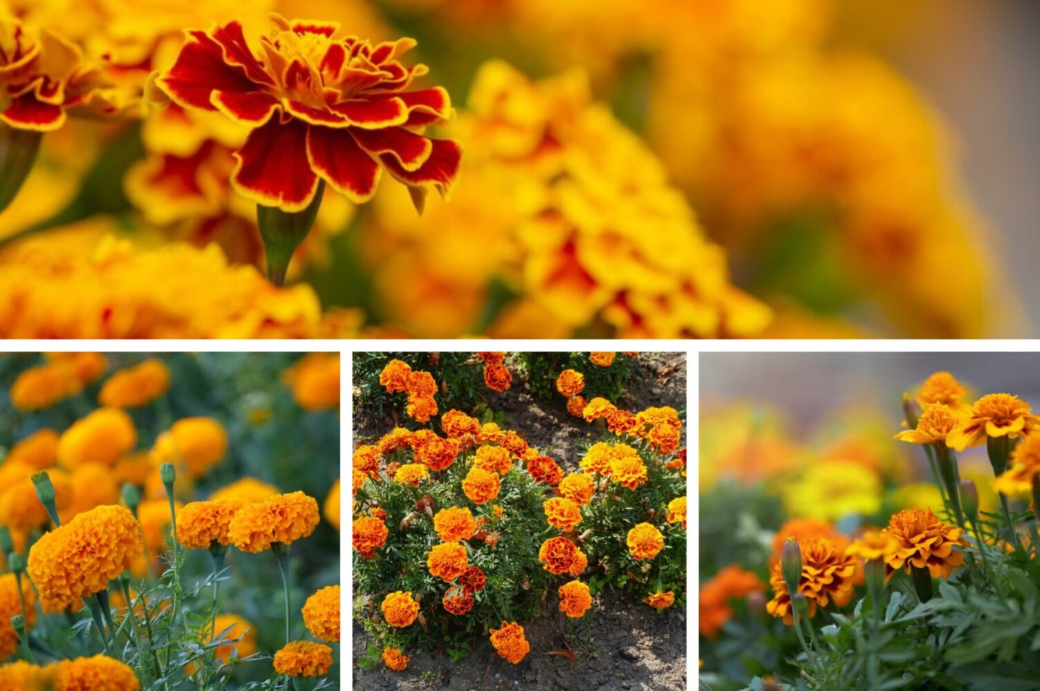 Садівники розповіли, що слід зробити з чорнобривцями, щоб вони безперервно цвіли