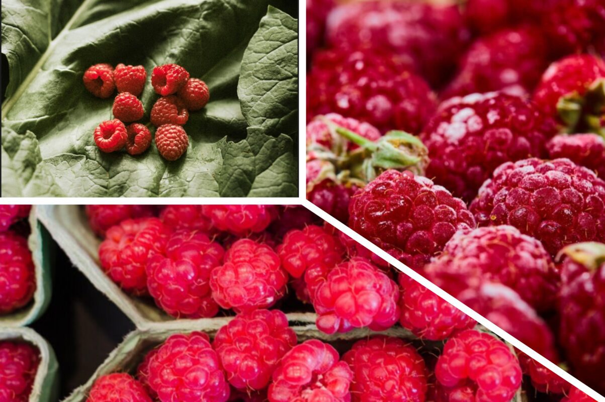 Агроном розповів, як виростити величезний урожай малии