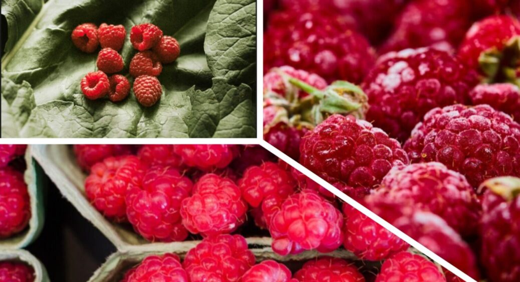 1000 подяк від малинки: ось чим поливаю її восени – навесні дає пишні “букети” із ягід 