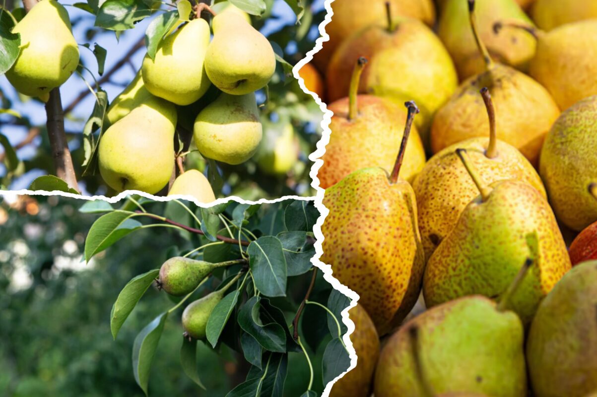 Садівники назвали сорт груші, який не можна їсти одразу з дерева