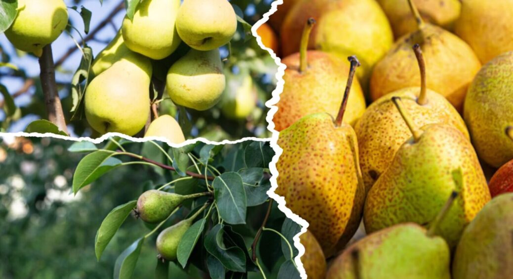 Цей 1 сорт НЕ можна їсти одразу з дерева: груші, які потребують особливого підходу 