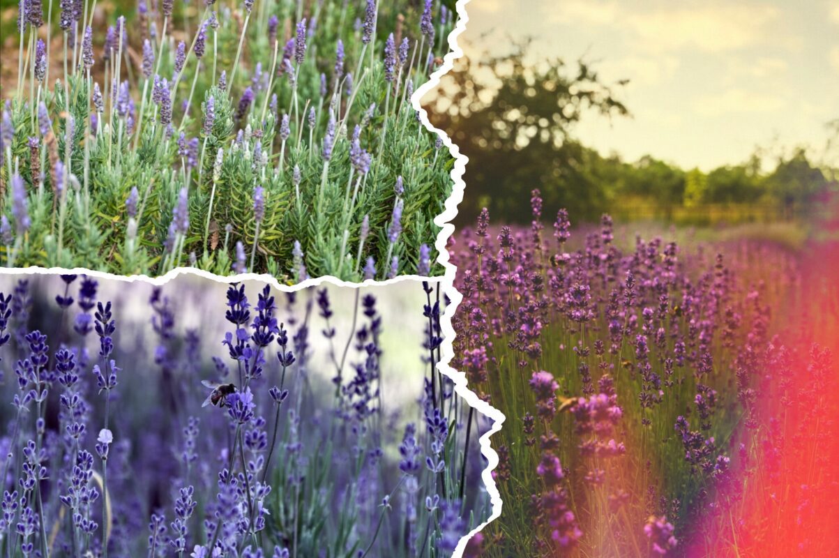Садівники розповіли, як зробити лаванду вдвічі пишнішою за допомогою однієї дії