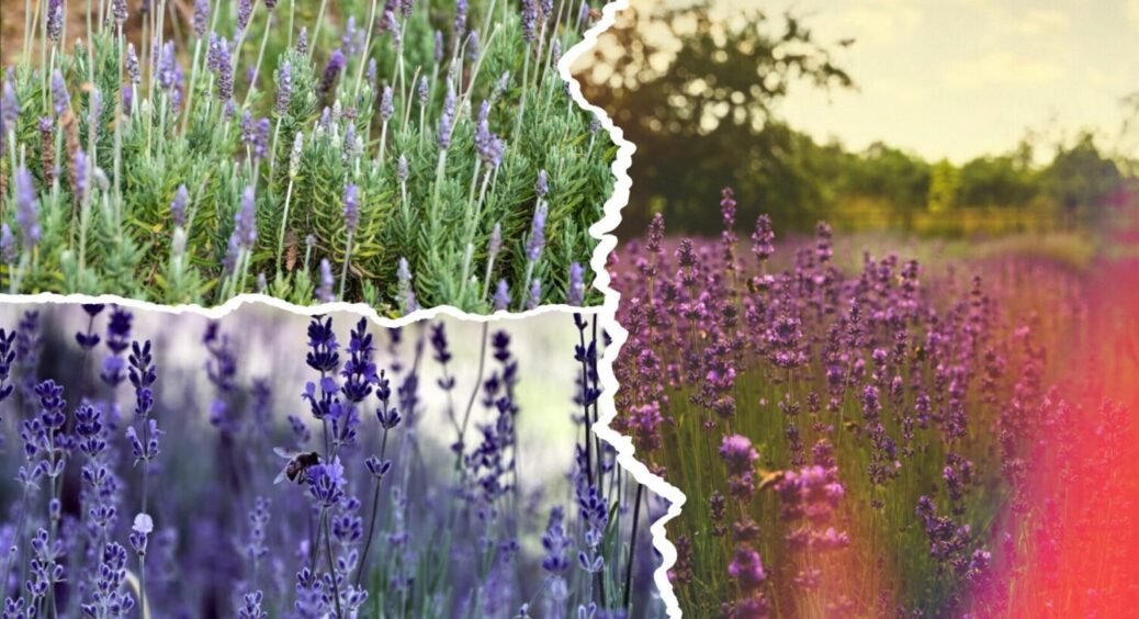 1 момент – і лаванда вдвічі пишніша й ароматніша: з року в рік роблю з нею ЦЕ, в 2025-му теж 