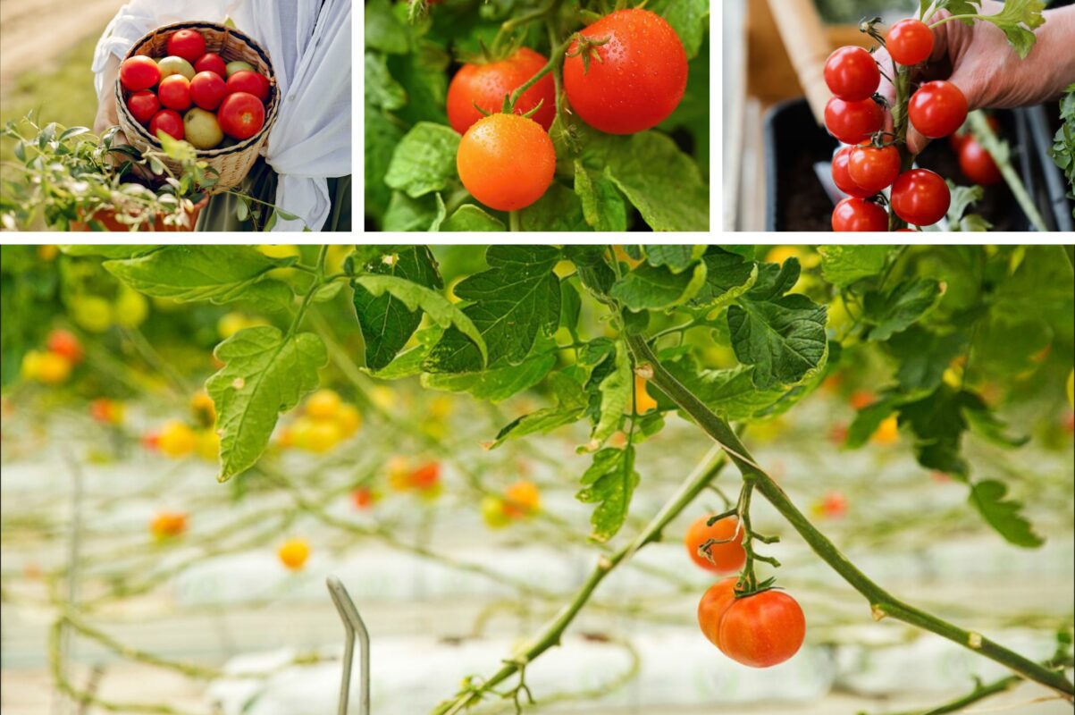 Агрономи назвали три найкращі сорти томатів для посадки на розсаду