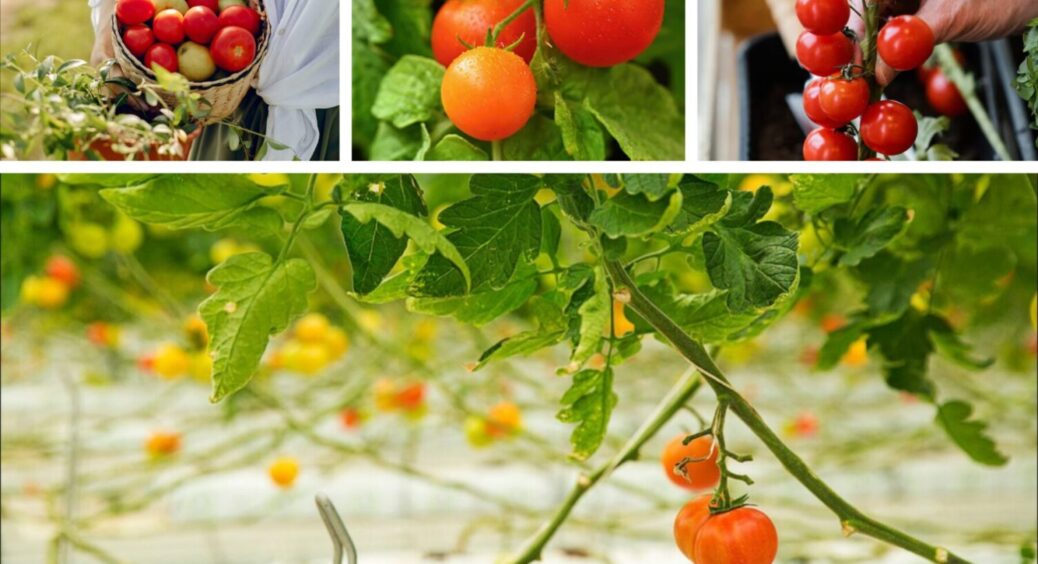 3 хітові сорти томатів – ніколи не підведуть: висаджую зараз у вазони – урожаї будуть до зими 