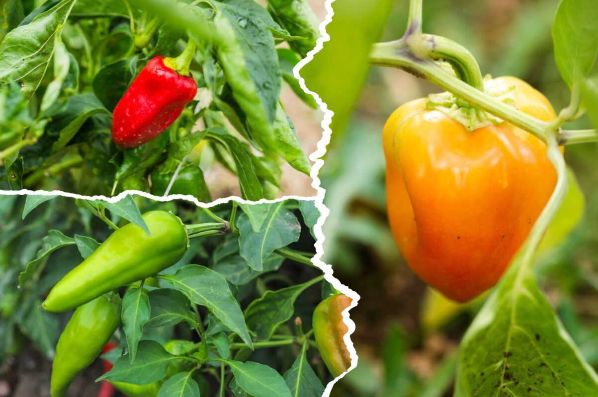 Городники розповіли, як прибрати павутинного кліща з перцю – врожай буде врятовано