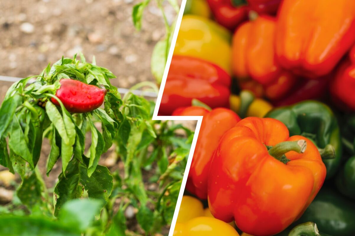 Городники розсекретили ознаки, які вказують, що настав час збирати врожай перцю