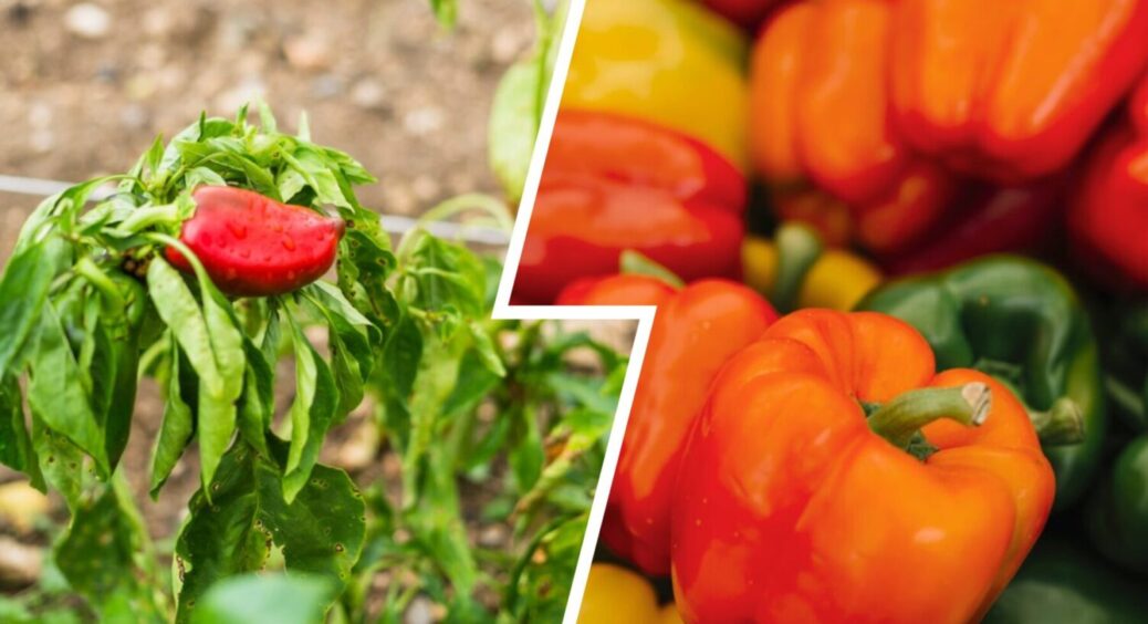 Ось чому у моєї свекрухи перець смачний і довго зберігається: збирає, коли бачить ці 3 ознаки 