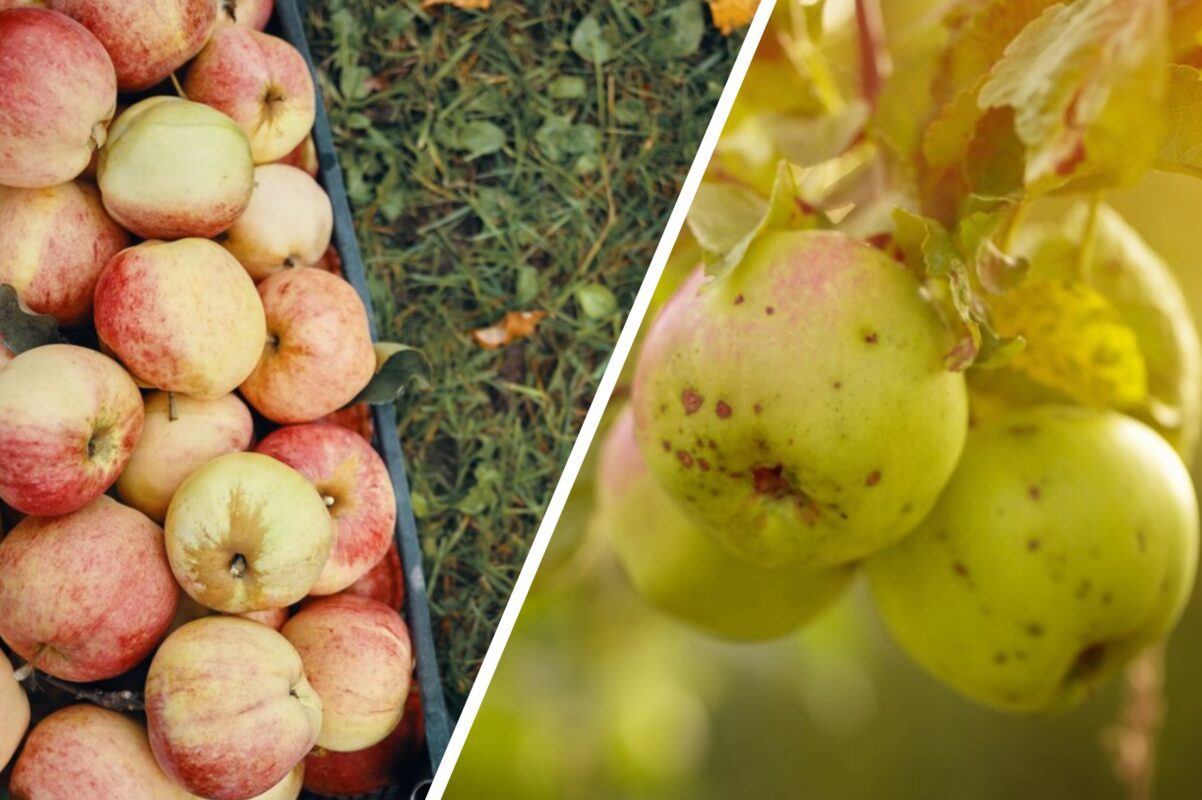 Городники розповіли, як з користю можна використати гнилі яблука на ділянці
