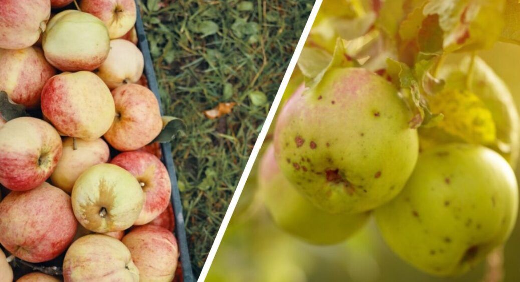 Гнилі яблука + 4 способи їх використання: наскільки корисними можуть бути зіпсовані плоди 