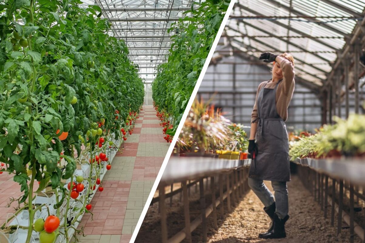 Дачники розповіли, як ефективно позбутись фітофтори без застосування хімії