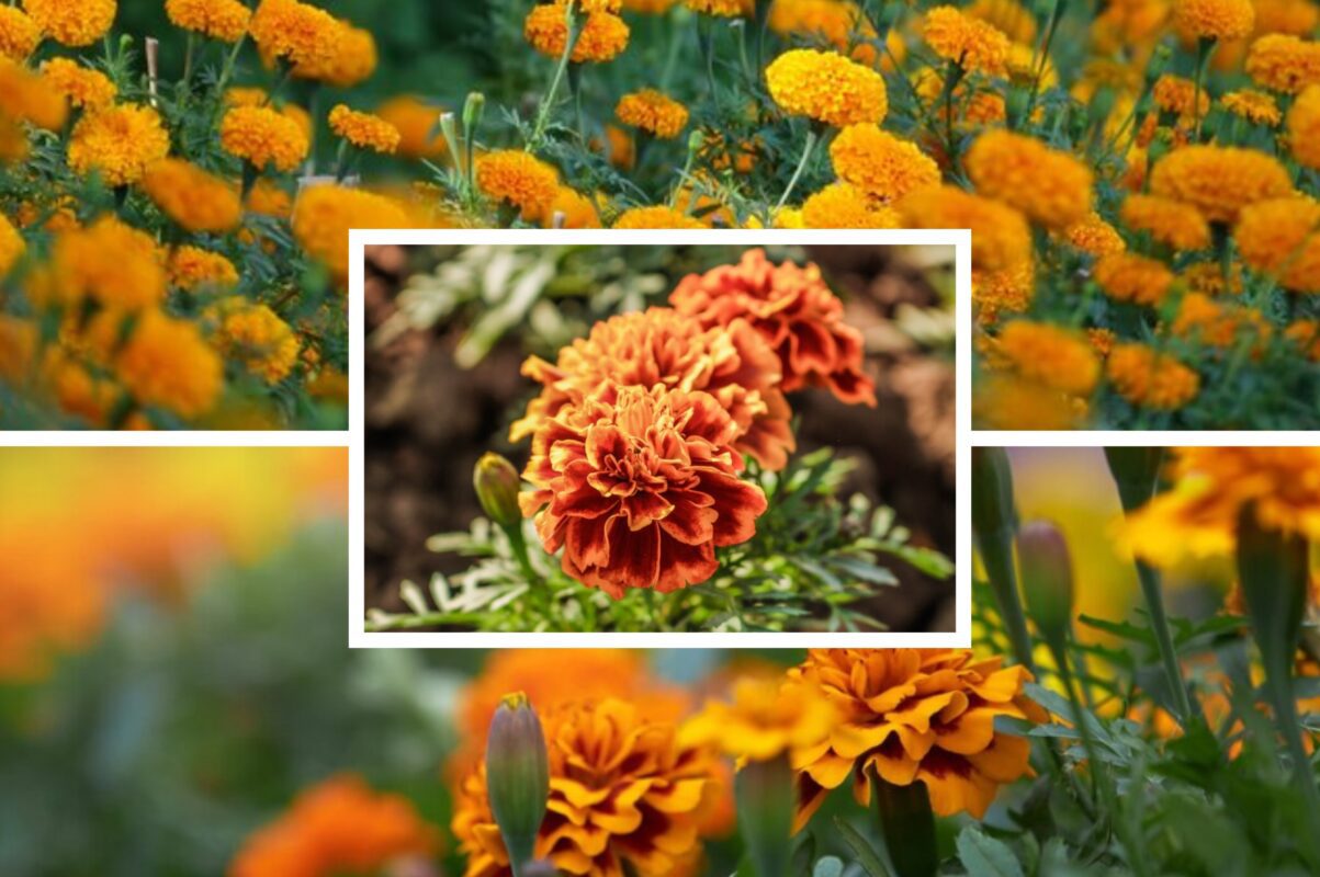 Агроном розповів, чому не можна висаджувати чорнобривці на грядках