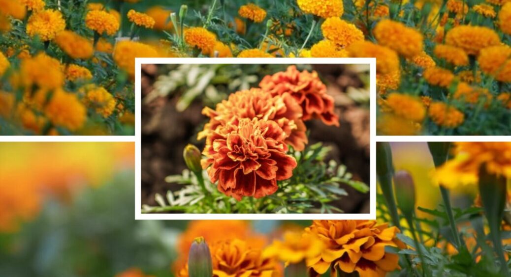 Ми їх для користі, а вони лише шкодять: чому не можна висаджувати чорнобривці на грядках? 