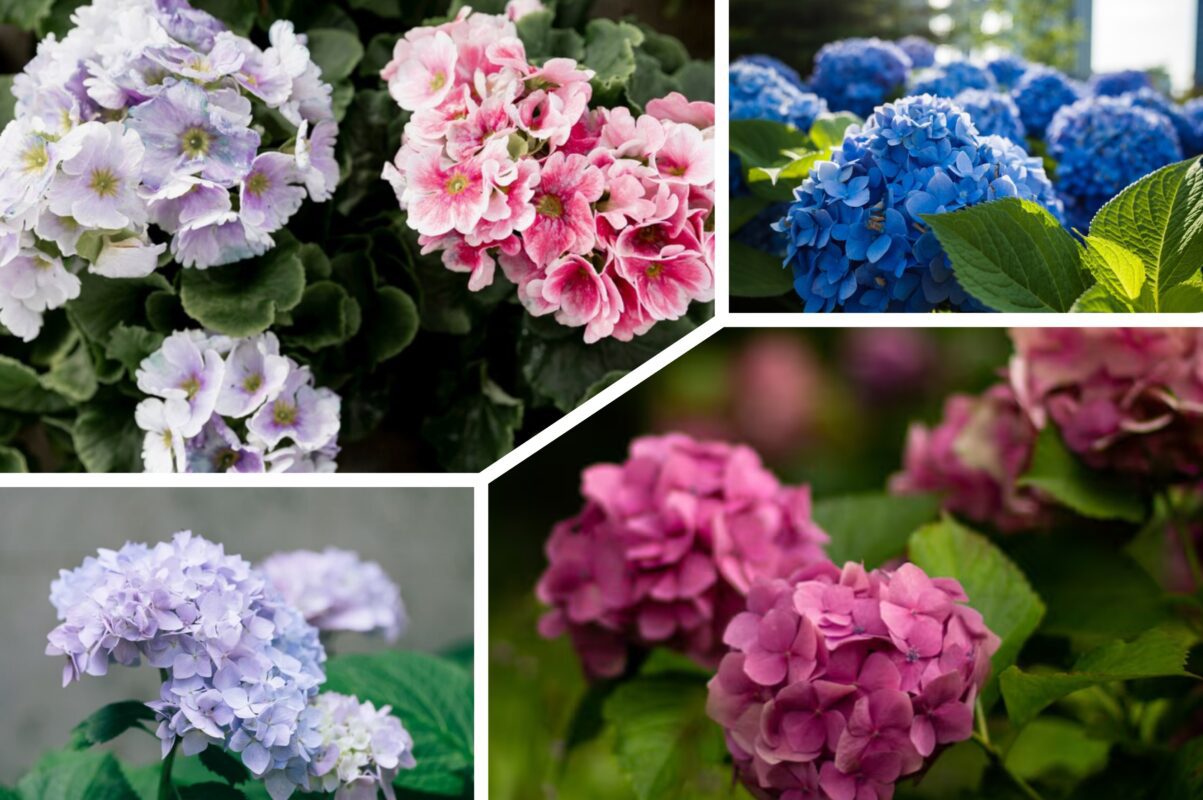 Садівники розповіли, як правильно підготувати гортензію до зими