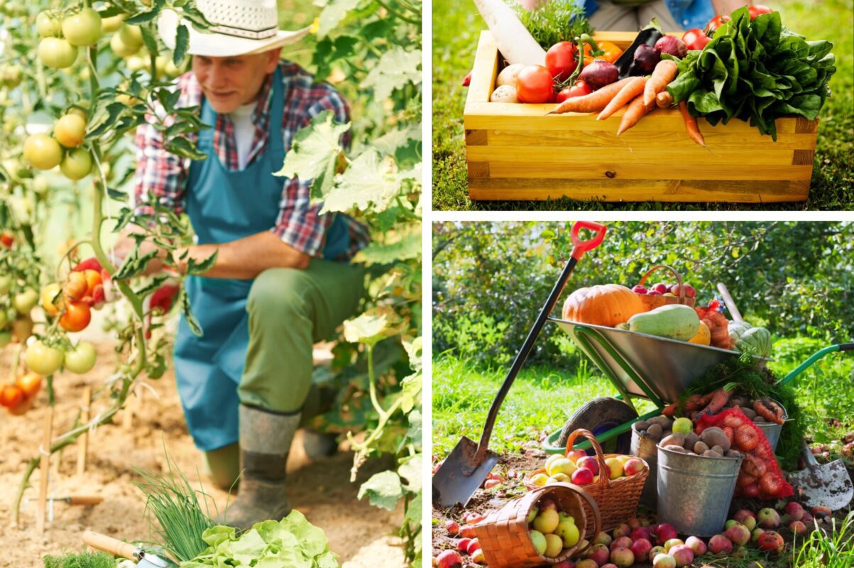 Городники розповіли, що посадити восени, щоб в майбутньому зібрати щедрий врожай