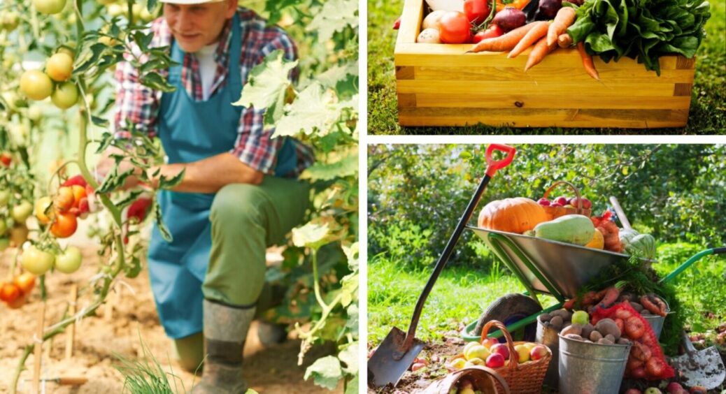 З 1 вересня сприятливий час: що посадити восени на городі, щоб врожаю вистачило на всіх. Список 